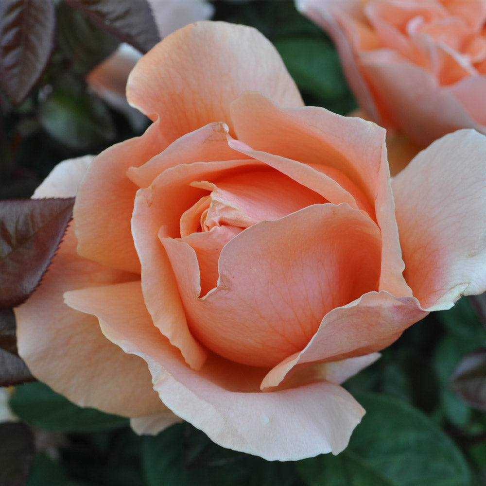 Heirloom Roses Rose Plant - Abbaye de Cluny® Shrub - Live Rose Bush