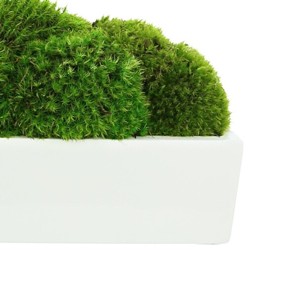 Mood Moss Arrangement in a Fiberstone Planter