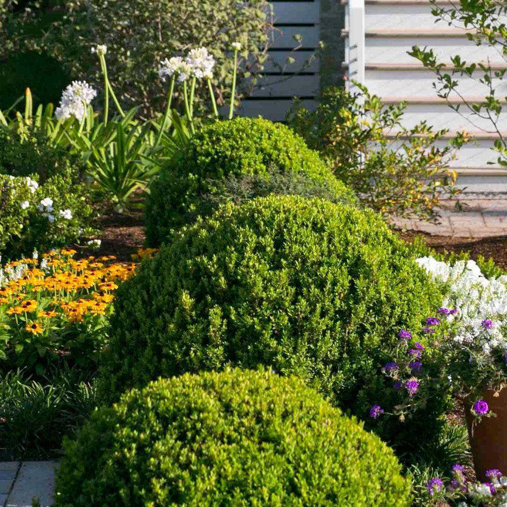 SOUTHERN LIVING 2.5 Qt. Boxwood Baby Gem Live Shrub Plant Glossy Green Foliage 0609Q