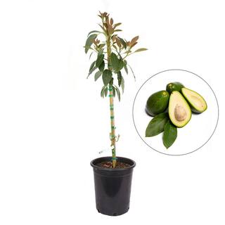 Alder  Oak #5 Container  Fuerte Avocado Evergreen Tree AVFU05