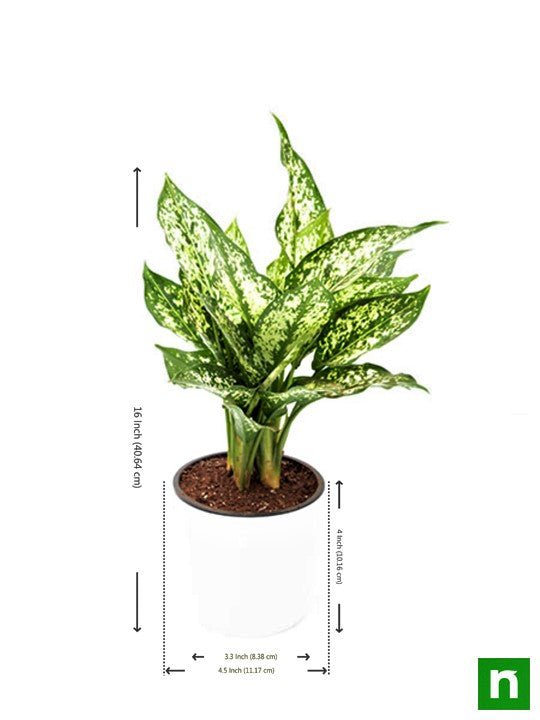 Aglaonema costatum, Chinese Evergreen (Green) - Plant