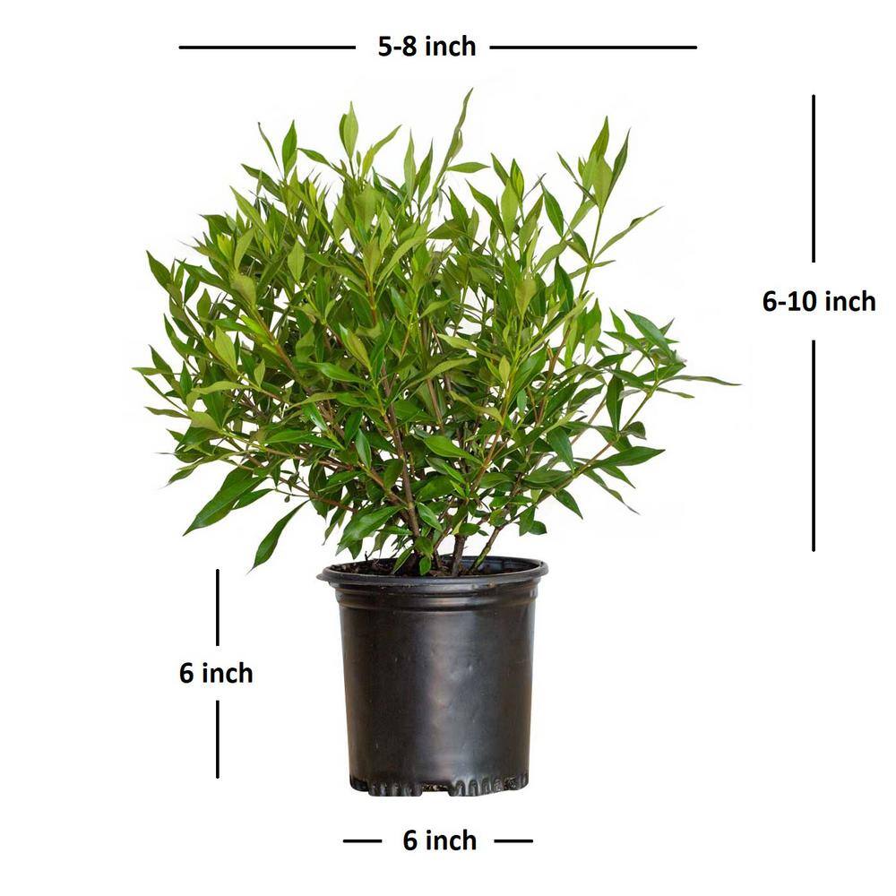 FLOWERWOOD 2.5 Qt. Frost Proof Gardenia Live Evergreen Shrub White Fragrant Blooms 2099Q