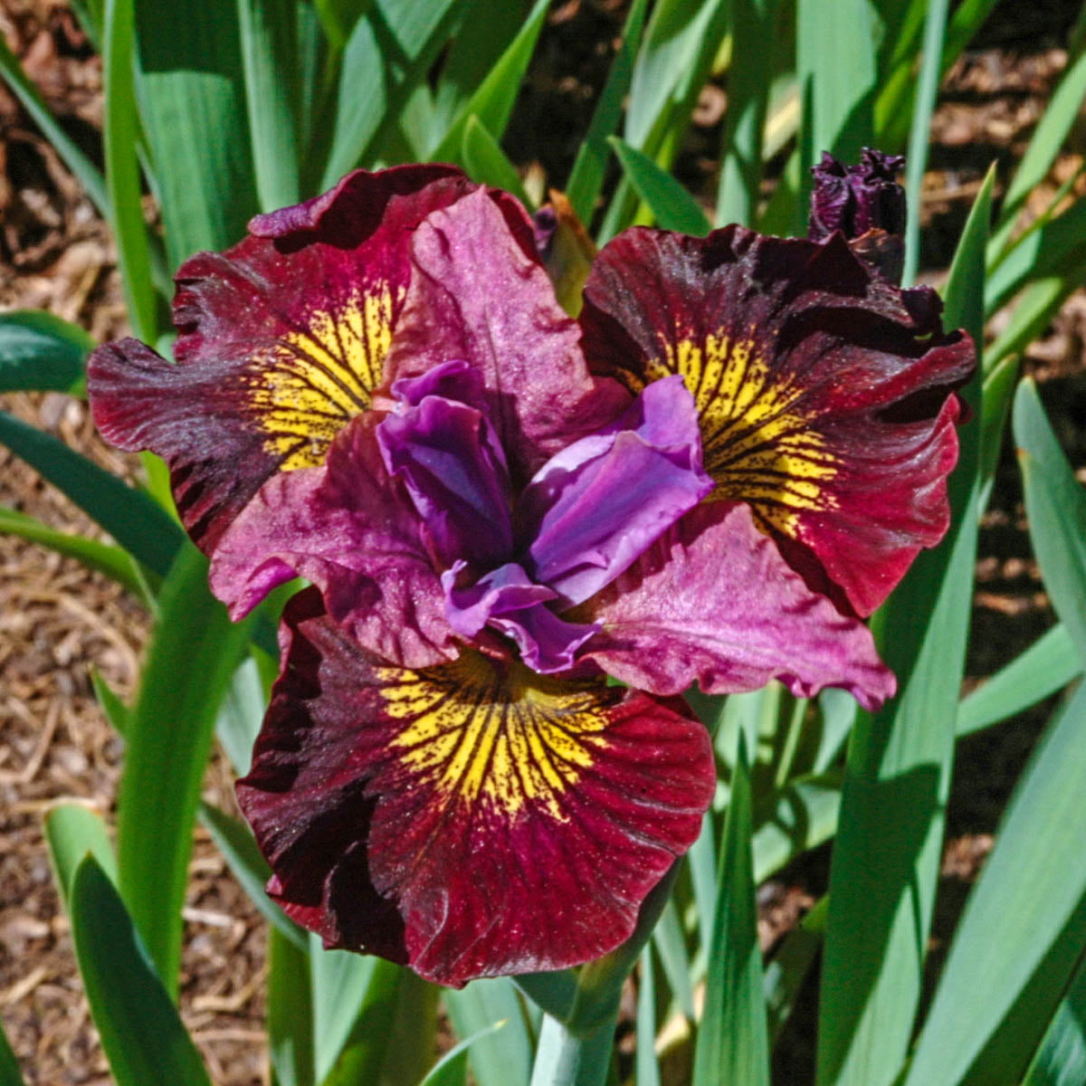 Miss Apple Siberian Iris Dormant Bare Root Perennial Plant， 1-Pack