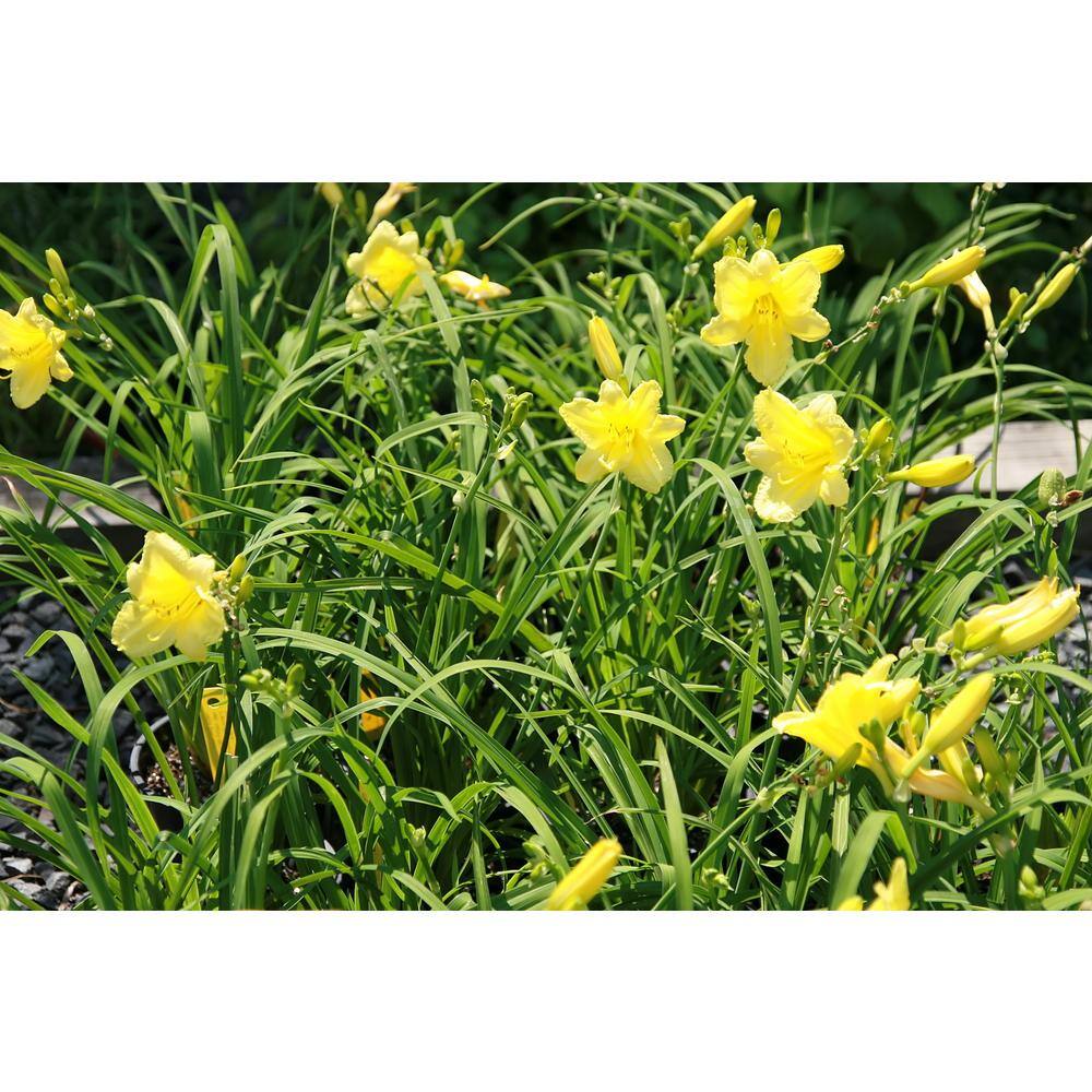 Online Orchards 1 Gal. Happy Returns Daylily Numerous Golden Flowers Rebloom Until First Frosts SBDL002