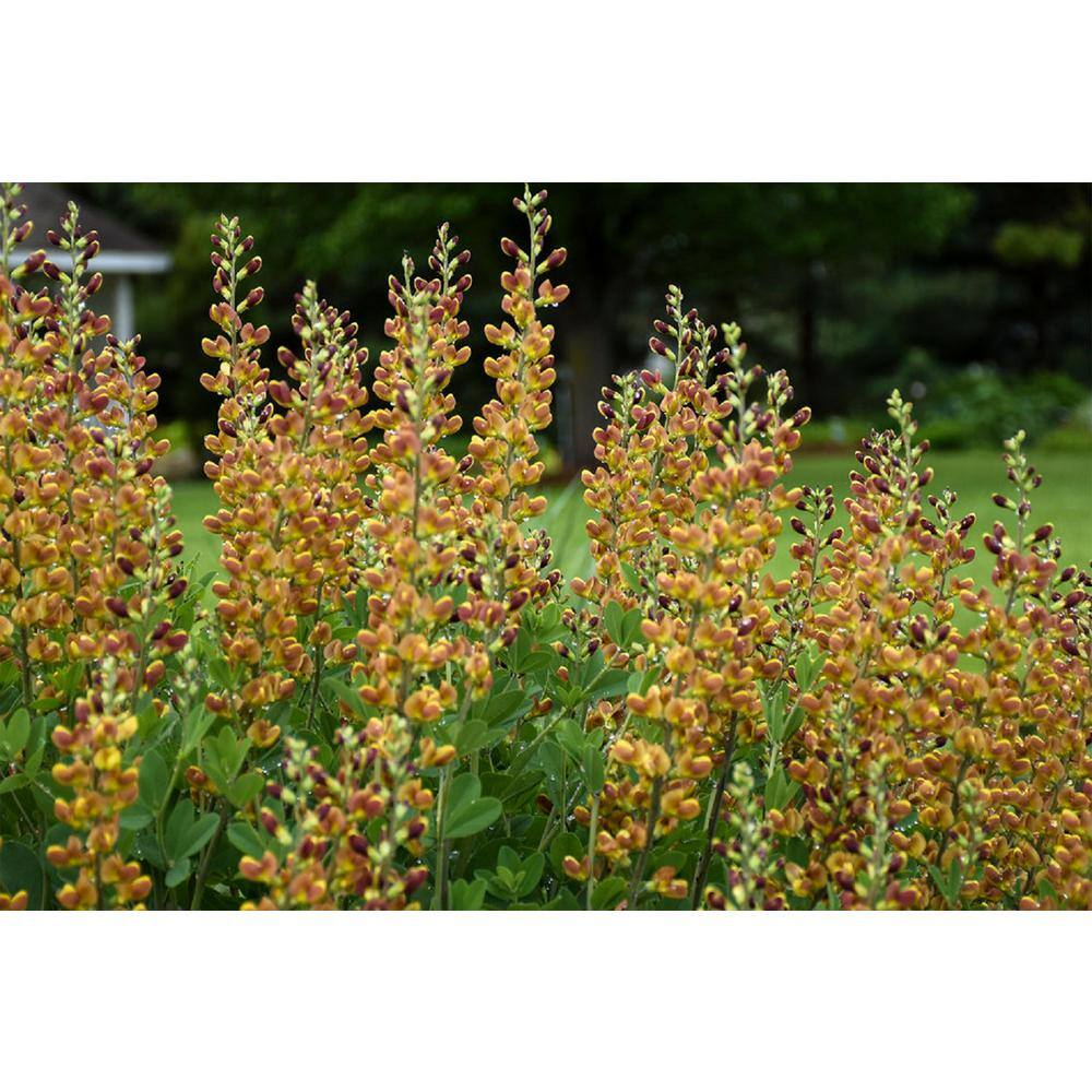 PROVEN WINNERS 3 Gal. Cherries Jubilee Baptisia Live Perennial Plant (1-Pack) BAPTI3CHJ1PK