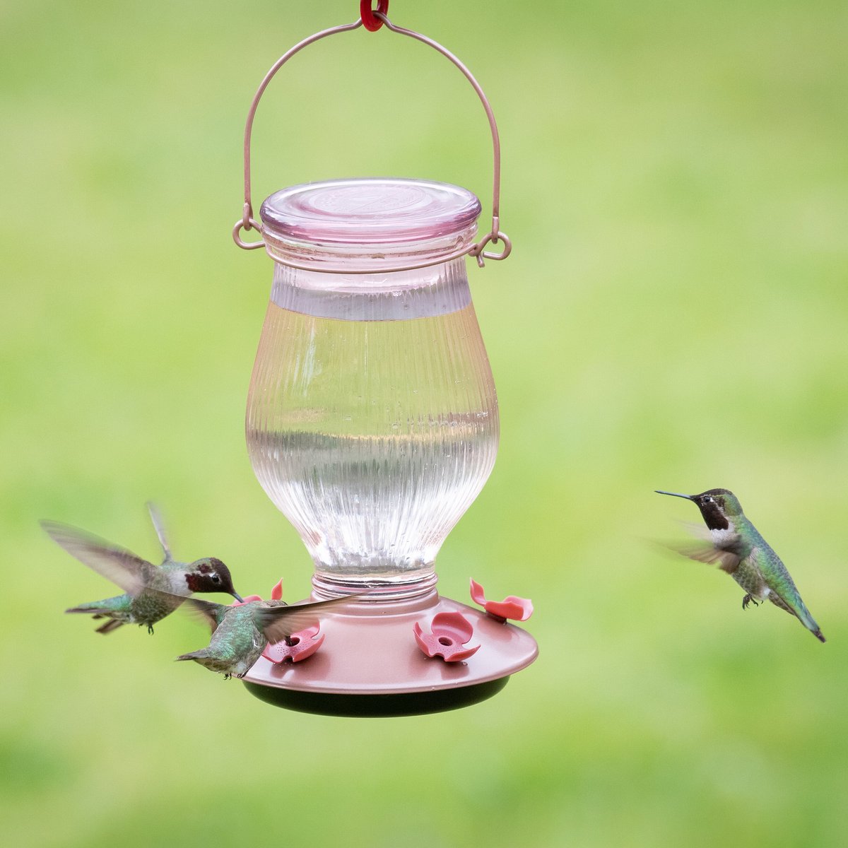 Perky-Pet Rose Gold Top-Fill Glass Hummingbird Feeder