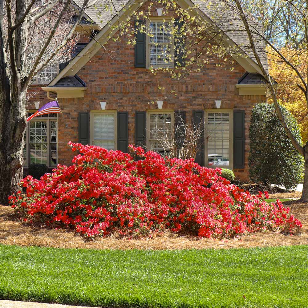 Autumn Bonfire® Encore® Azalea