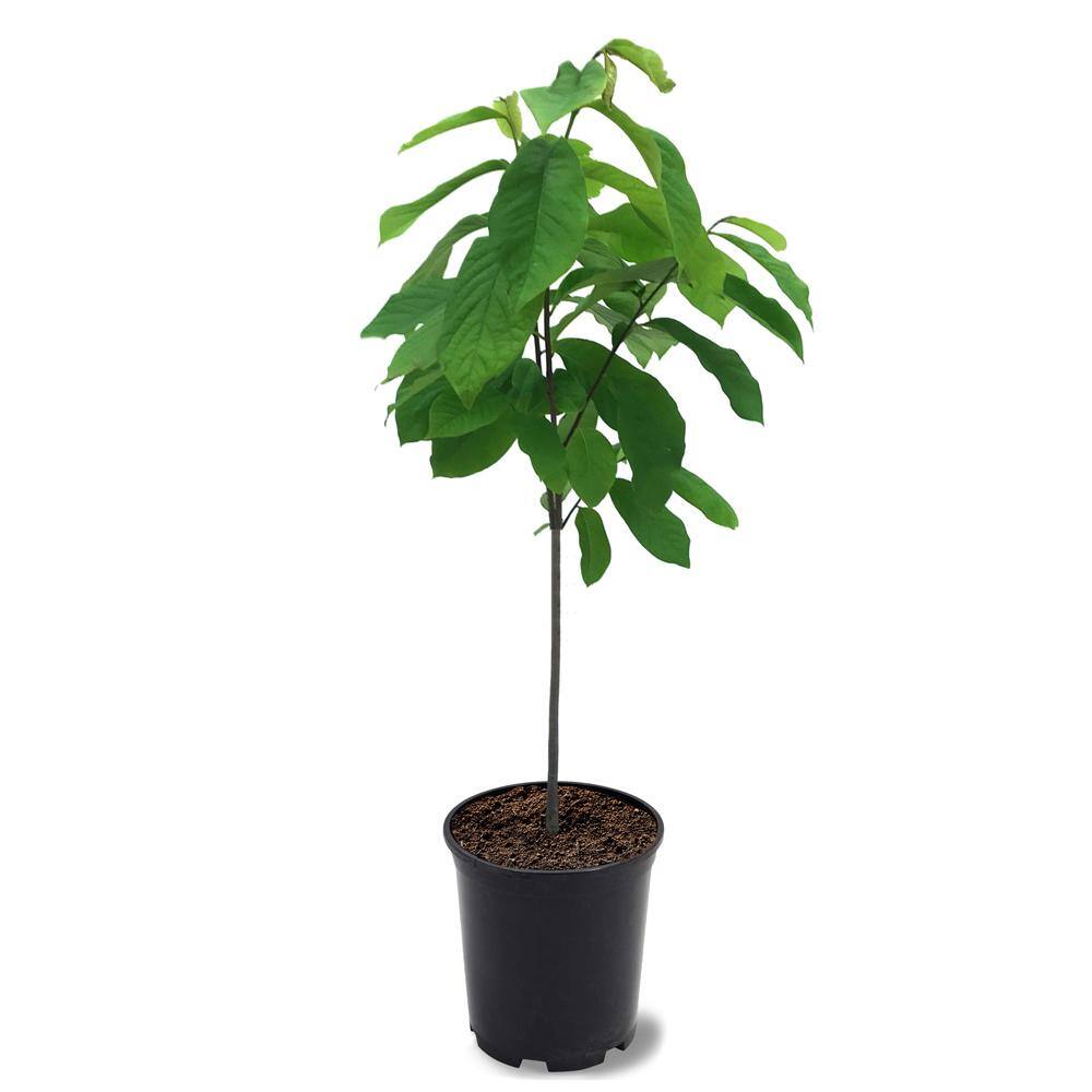 1 Gal. Paw Paw Seedling Fruit Tree PAWPAW01G