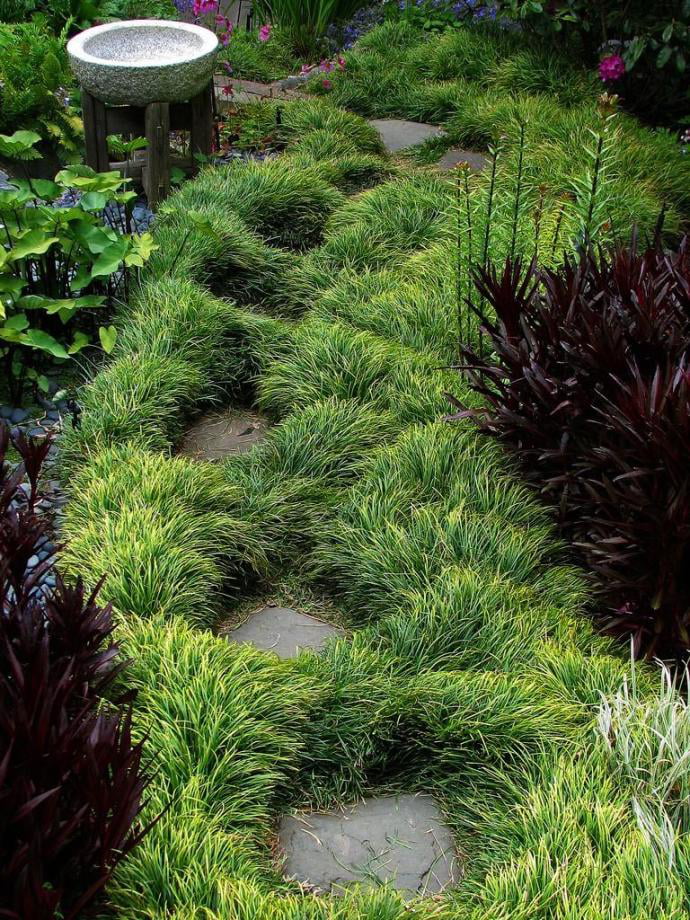 Classy Groundcovers - Mondo Grass Monkey Grass， Lilyturf， Japanese Snake's Beard， Kyoto， Compactus Mondo Grass {54 Pots - 2 1/2 inch Square}