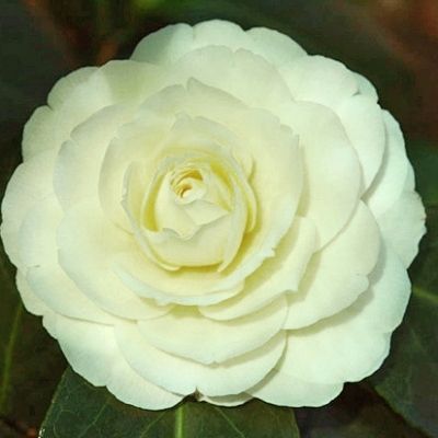 Lemon Glow Camellia