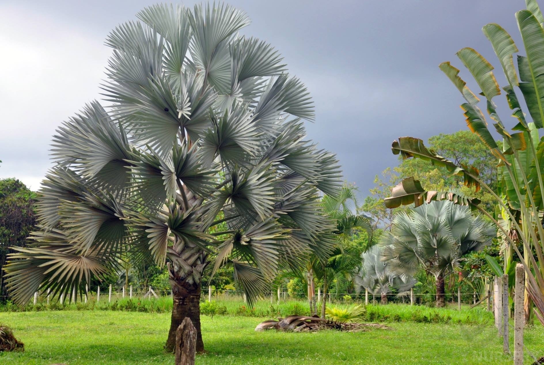 Wekiva Foliage - Silver Bismarck Palm - Live Plant in a 5 Gallon Pot - Bismarckia Nobilis - Full Sun - Rare Palms of Florida