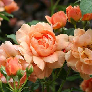 PROVEN WINNERS 2 Gal. At Last Rose Plant with Sunset-Orange Flowers 16888