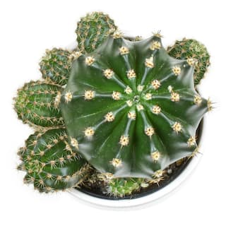 SMART PLANET 9 cm Cactus in White Glazed Clay Pot 0872540