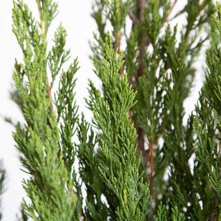 FLOWERWOOD 2.5 Qt. Spartan Juniper Live Evergreen Tree Dark Green Fast-Growing Privacy Plant 3402Q