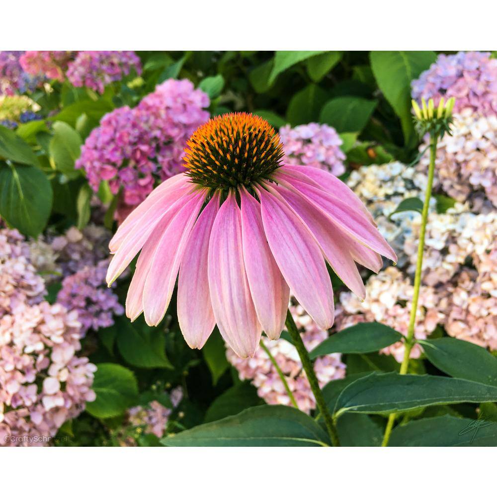 BELL NURSERY 2.5 qt. Echinacea Coneflower Live Flowering Perennial Plant CNFLW1GMUL1PK