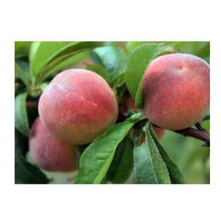 5 Gal. Indian Cling Peach Tree PCHIND05G