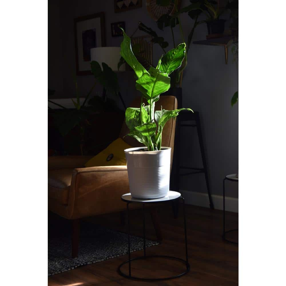 Vigoro 15 in. Marble Look Top Indoor Black Plant Stand 710267000