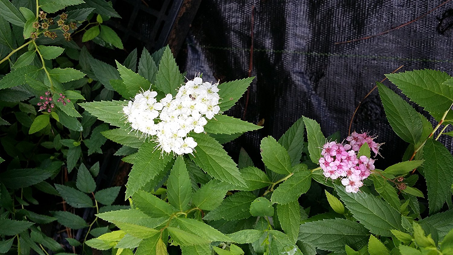 Shirobana Spirea