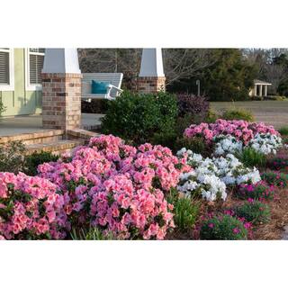ENCORE AZALEA Azalea Encore Autumn Ivory 3 Gal. Shrub with Bright White Reblooming Flowers 10263