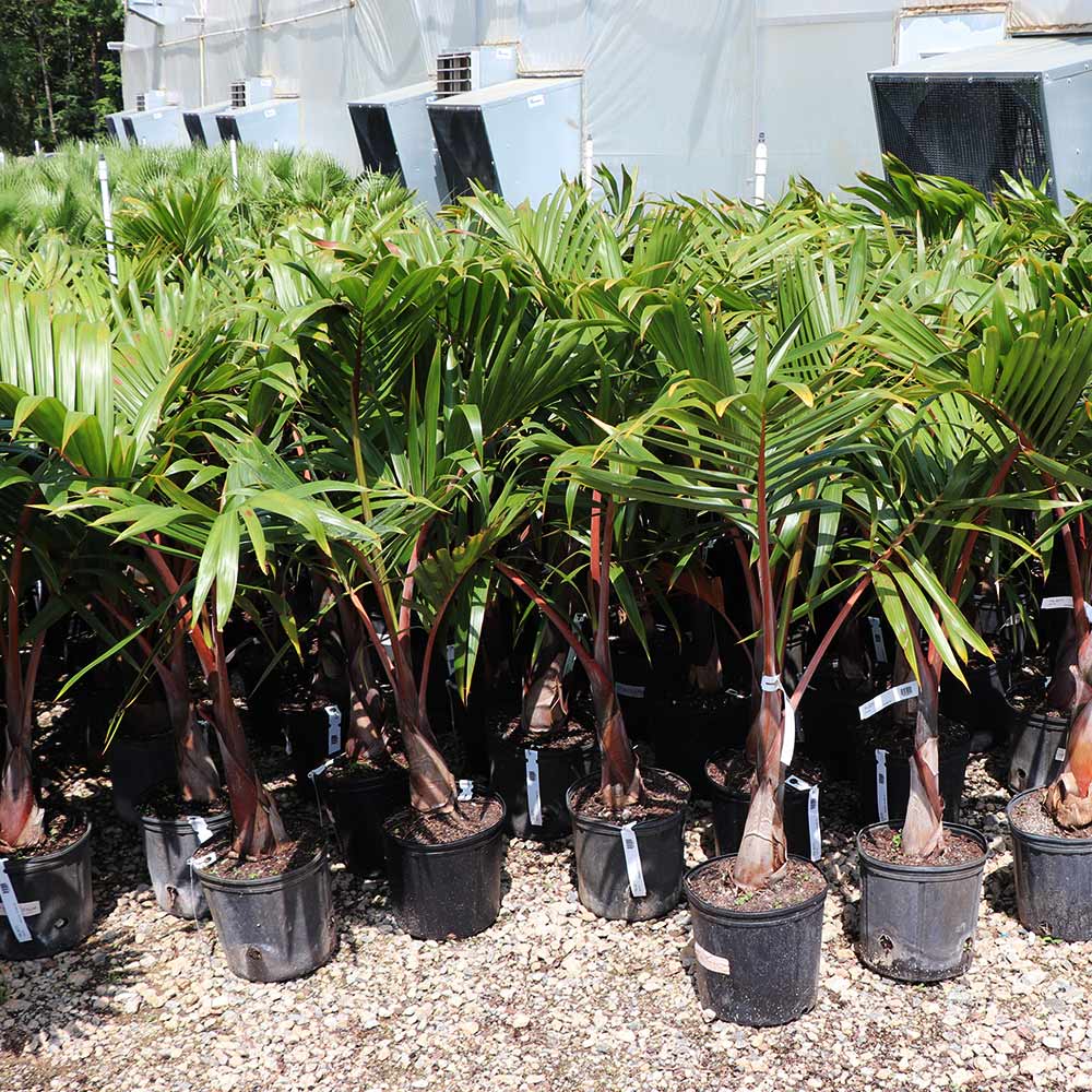 Bottle Palm Tree