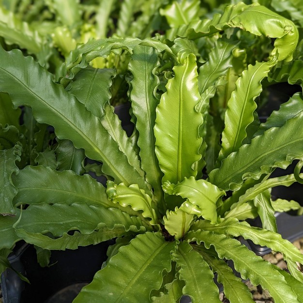 2pc Nidus Bird's Nest Fern - National Plant Network