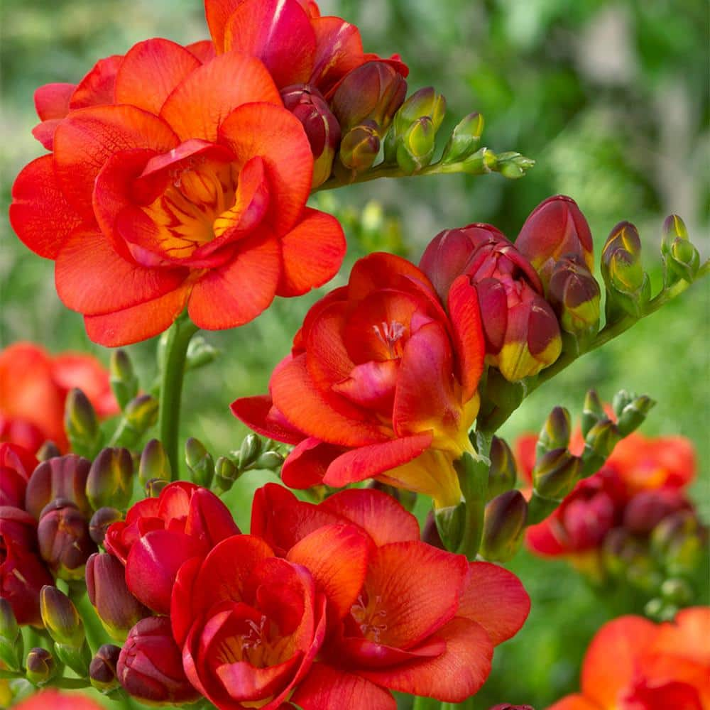 VAN ZYVERDEN Freesias Double Blooming Red (Set of 25 Bulbs) 83514