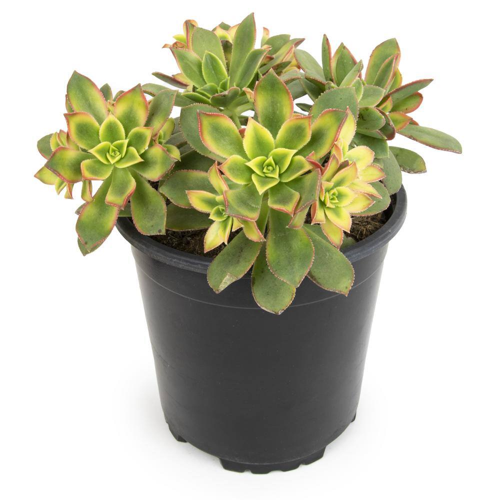 Smart Planet 1 Gal. Aeonium Kiwi Single 0880120