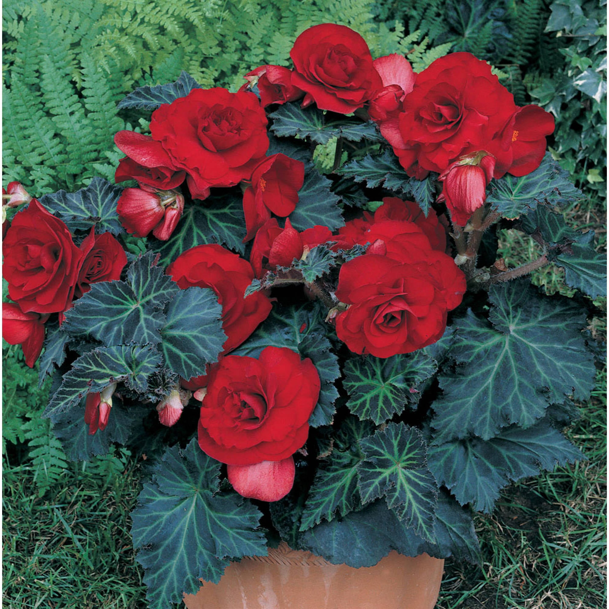 Van Zyverden Specialty Begonia， Bronze Leaf Red Set of 5 Bulbs Red Part Shade