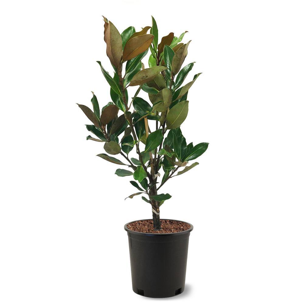 3 Gal. Little Gem Southern Magnolia Tree MAGLIT03G