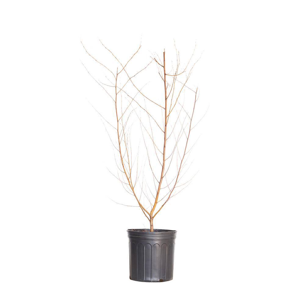 FLOWERWOOD 2.5 Gal. - River Birch Deciduous Tree 04503FL