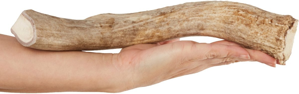 Bones and Chews Made in USA Deer Antler Dog Chew， 10.5 - 11.5-in， XX-Large