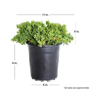 FLOWERWOOD 2.5 Qt. Blue Pacific Juniper - Evergreen Groundcover Plant 3440Q