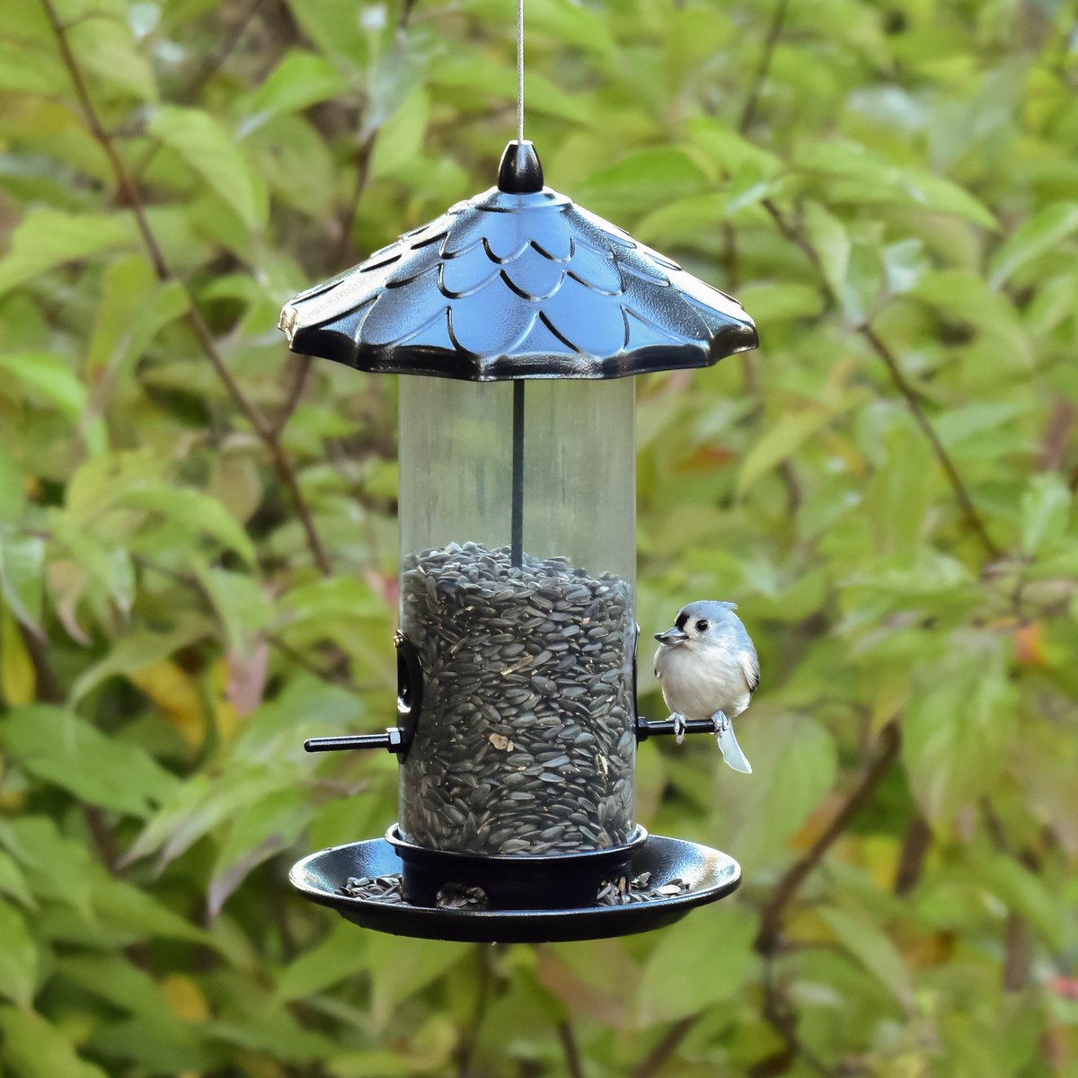 Frisco Acorn Wild Bird Feeder