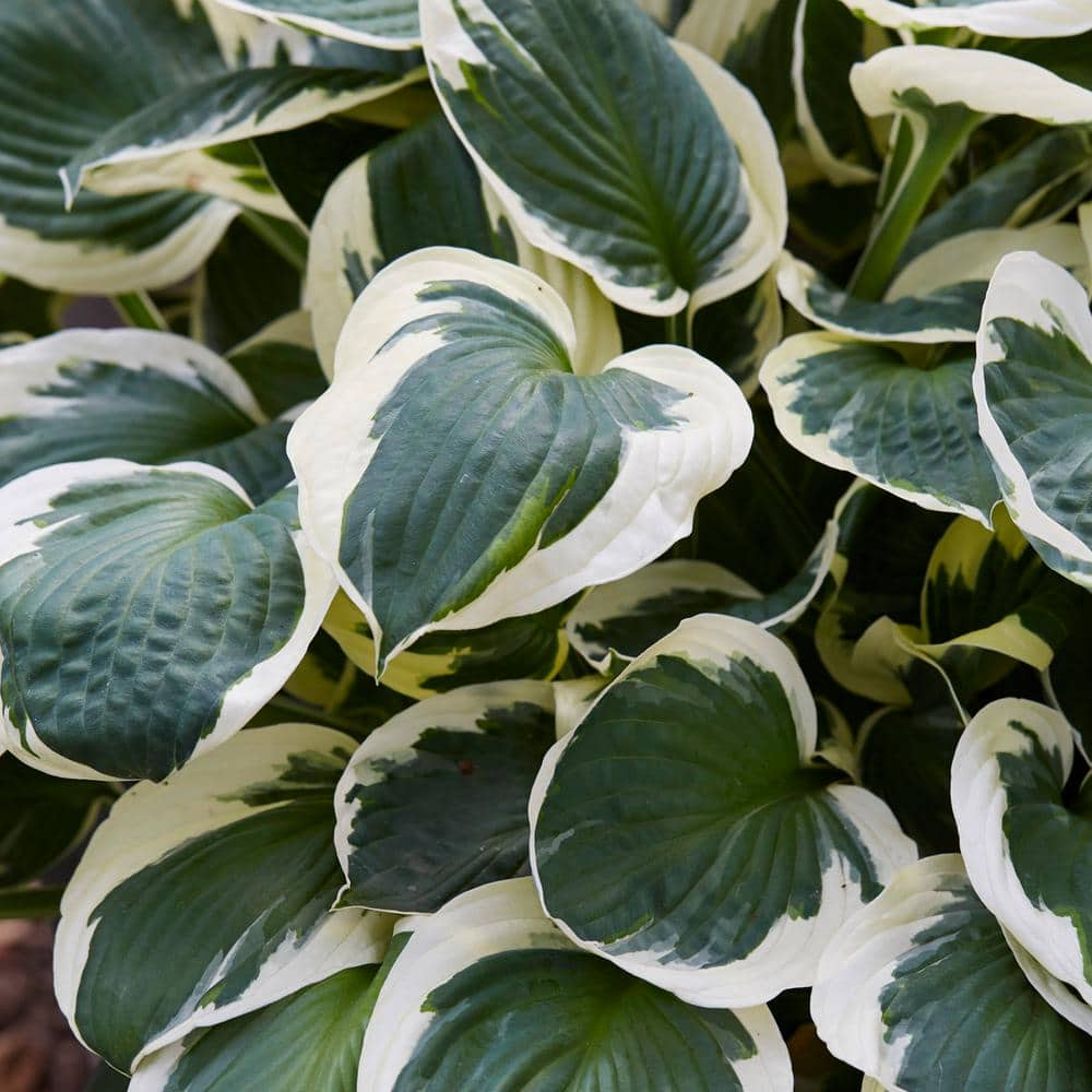 VAN ZYVERDEN Hosta Minuteman (Set of 3 Roots) 83793