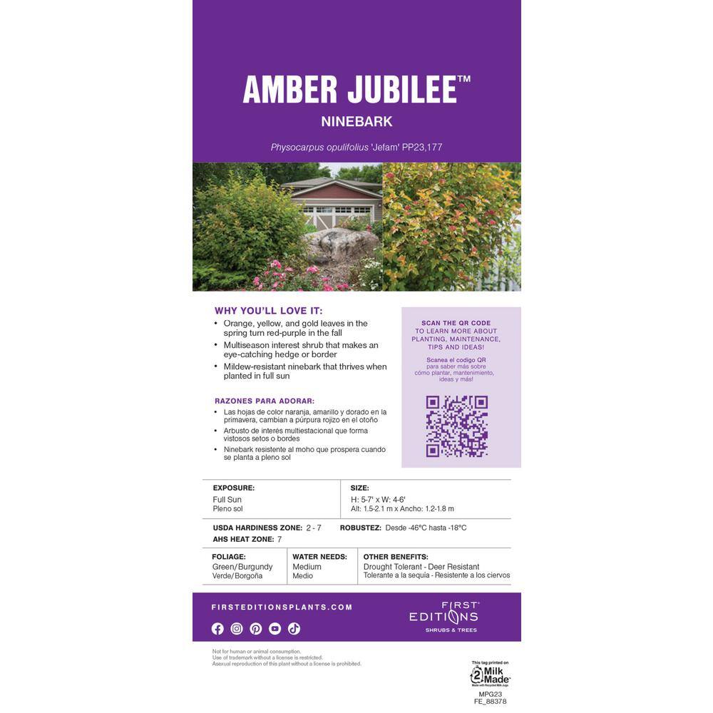 FIRST EDITIONS 2 Gal. Amber Jubilee Ninebark (Physocarpus) Live Shrub with White Flowers O58412F