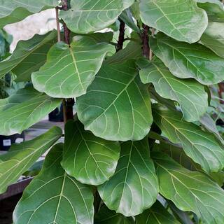 national PLANT NETWORK 10 in. Fiddle Leaf Fig Plant HD7668