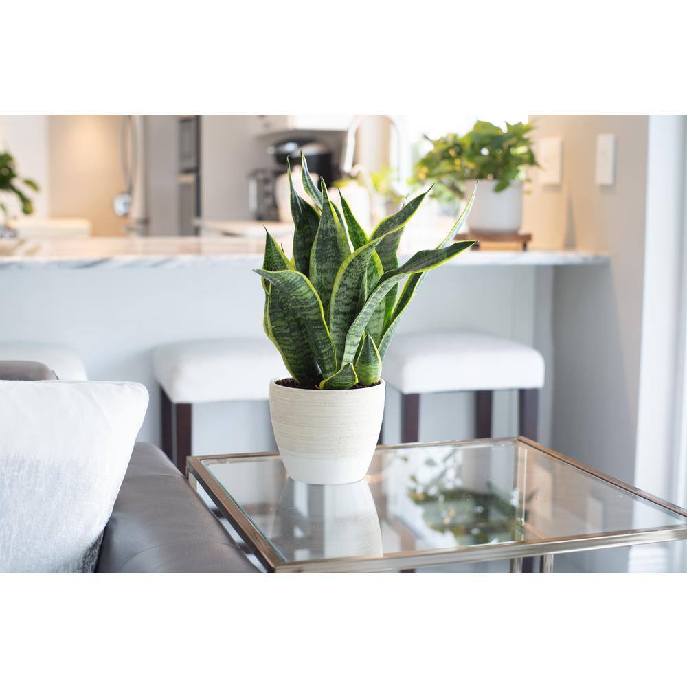 Vigoro Grower's Choice Sansevieria Indoor Snake Plant in 6 in. White Ribbed Décor Pot Avg Shipping Height 1-2 ft. (2-Pack) CO.SL07.3.VI.WH