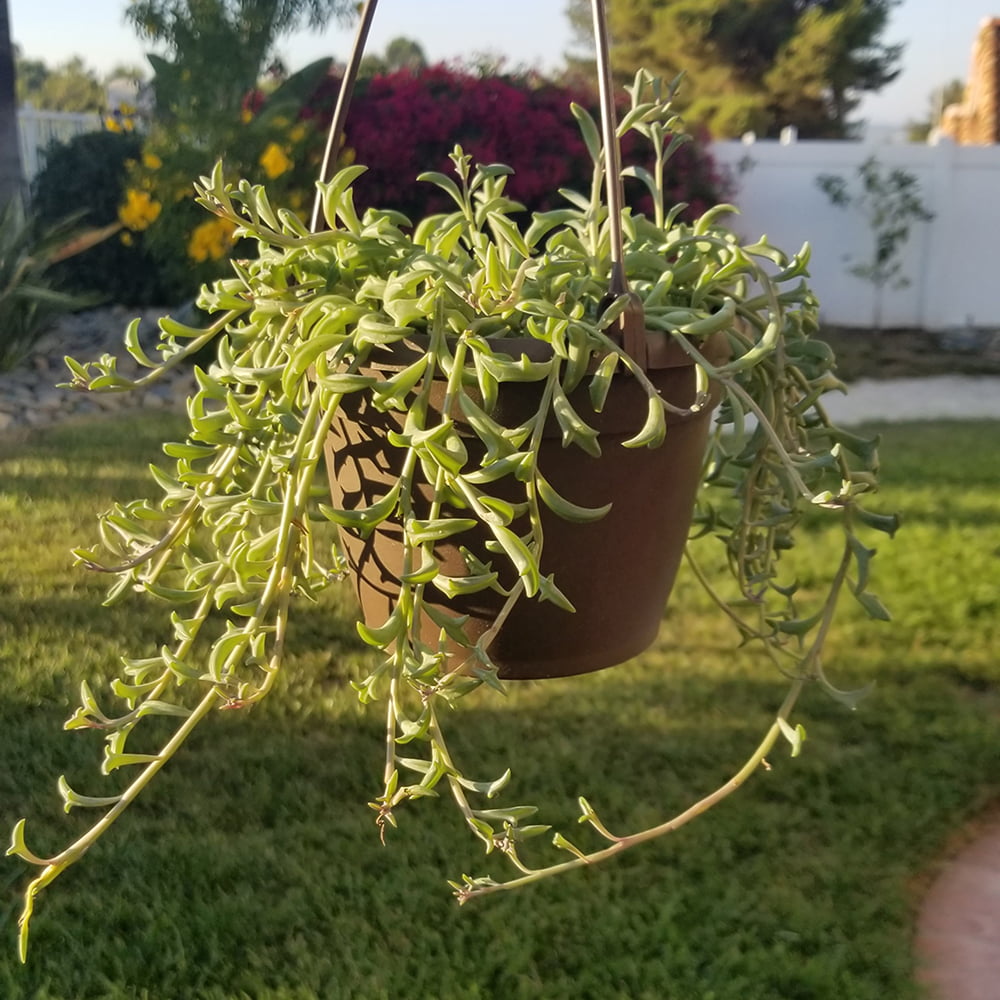 Element by Altman Senecio Peregrinus String of Dolphins Succulent in Hanging Basket ， Live Indoor House Plant with Grower Pot， 6 Inch