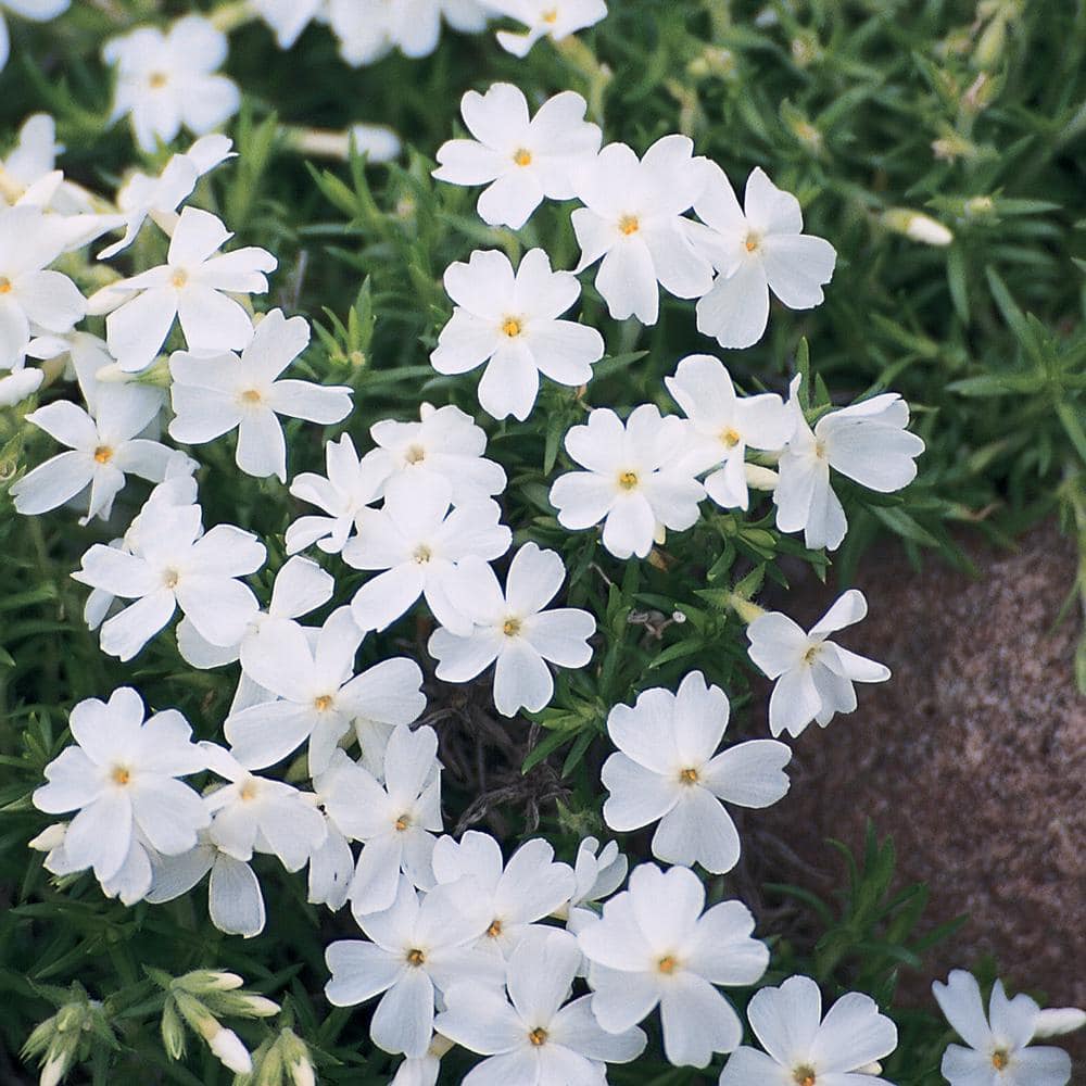 1 Qt. Creeping White Phlox Plant 368