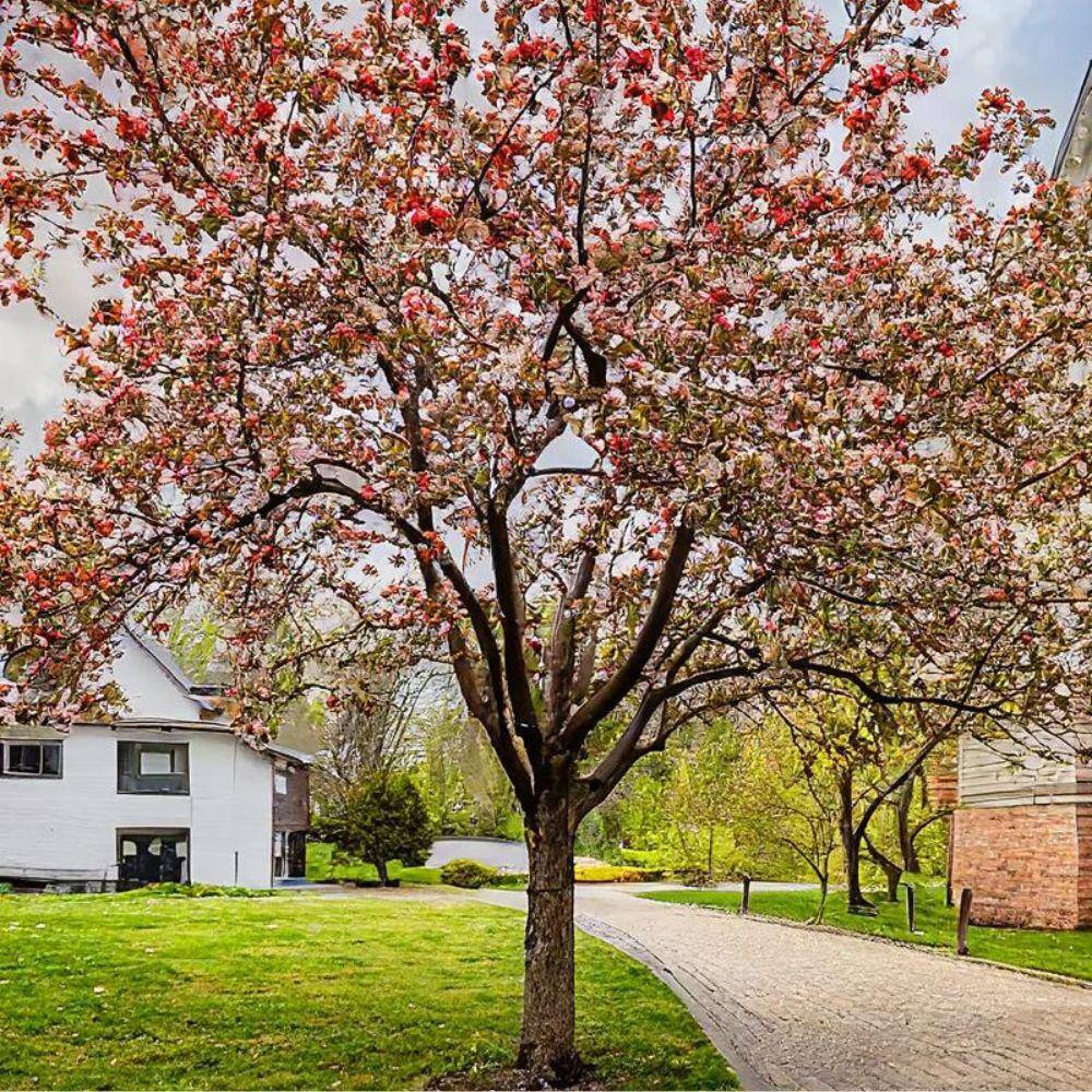 1 gal. Floribunda Crabapple Tree CRAFLO01G