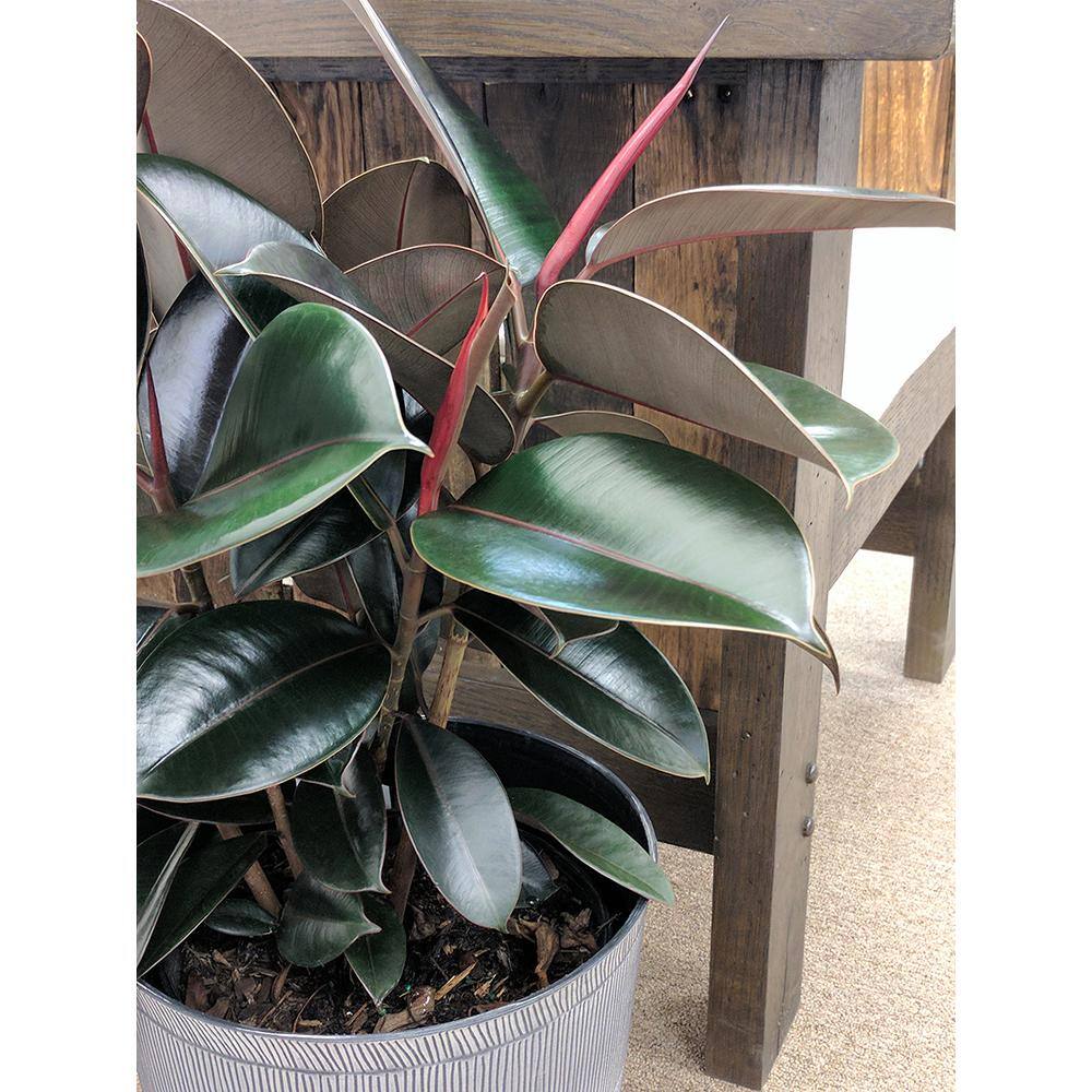 Costa Farms Burgundy Rubber Indoor Plant in 8.75 in. Grower Pot Avg. Shipping Height 2-3 ft. Tall 10BURG