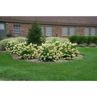 PROVEN WINNERS 2 Gal. Little Lime Hydrangea Plant with Green to Pink Flowers 14728