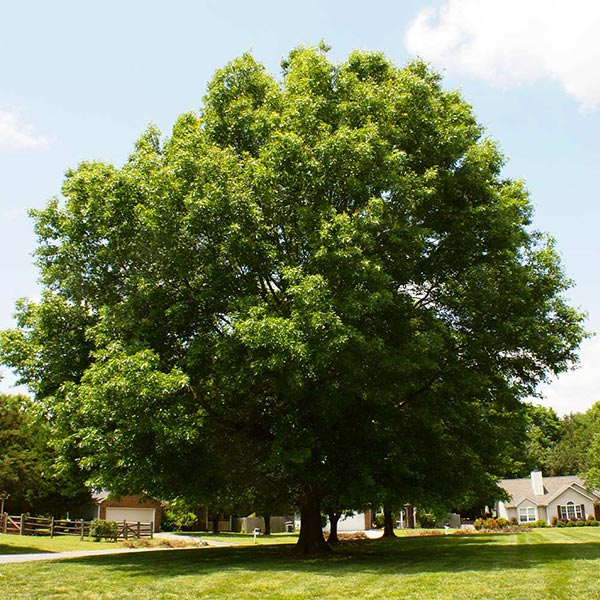 Pin Oak Tree