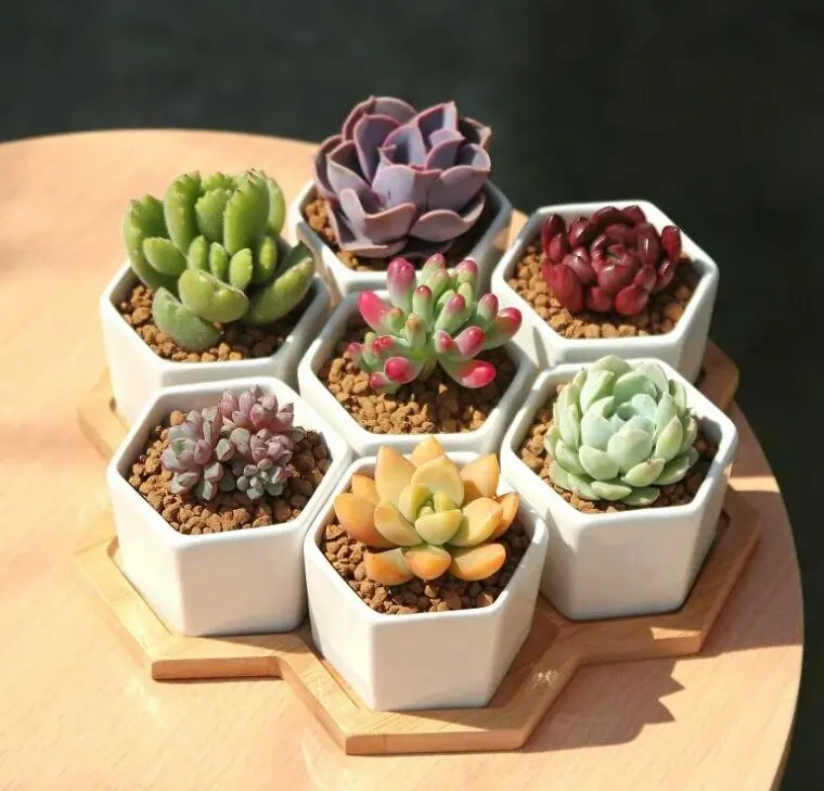 Wholesale Hot Sale Home Garden Dropshipping Geometric White Succulent Planter Pots Ceramic Plant Container with Bamboo Saucers