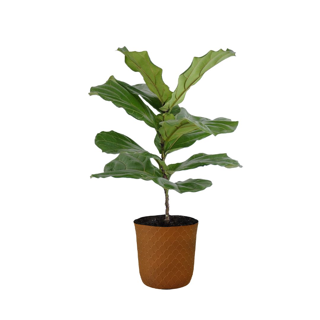 United Nursery Live Ficus Lyrata Standard Houseplant 24-28in Tall in 10 inch Terracotta Bayside Decor Pot