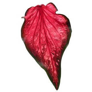 PROVEN WINNERS 1 qt. Caladium 'Scarlet Flame' Annual Live Plant Red and Green Foliage (4-Pack) PWCDM1SFR4PK