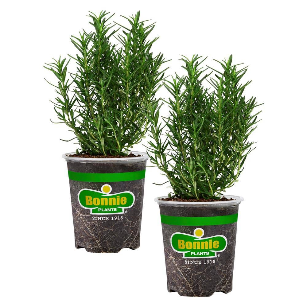 Bonnie Plants 19 oz. Rosemary Plant 2-Pack 207195