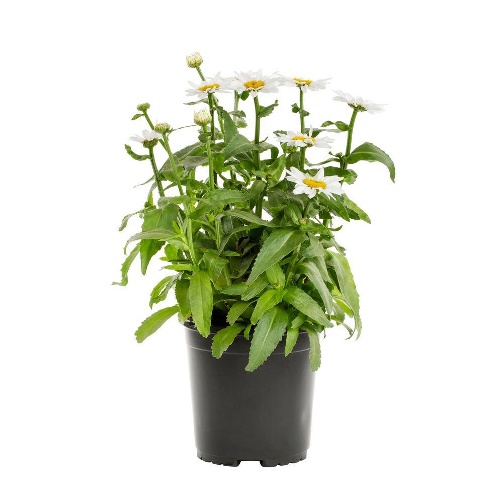 METROLINA GREENHOUSES 2.5 qt. Leucanthemum White Mountain Perennial Plant 54442