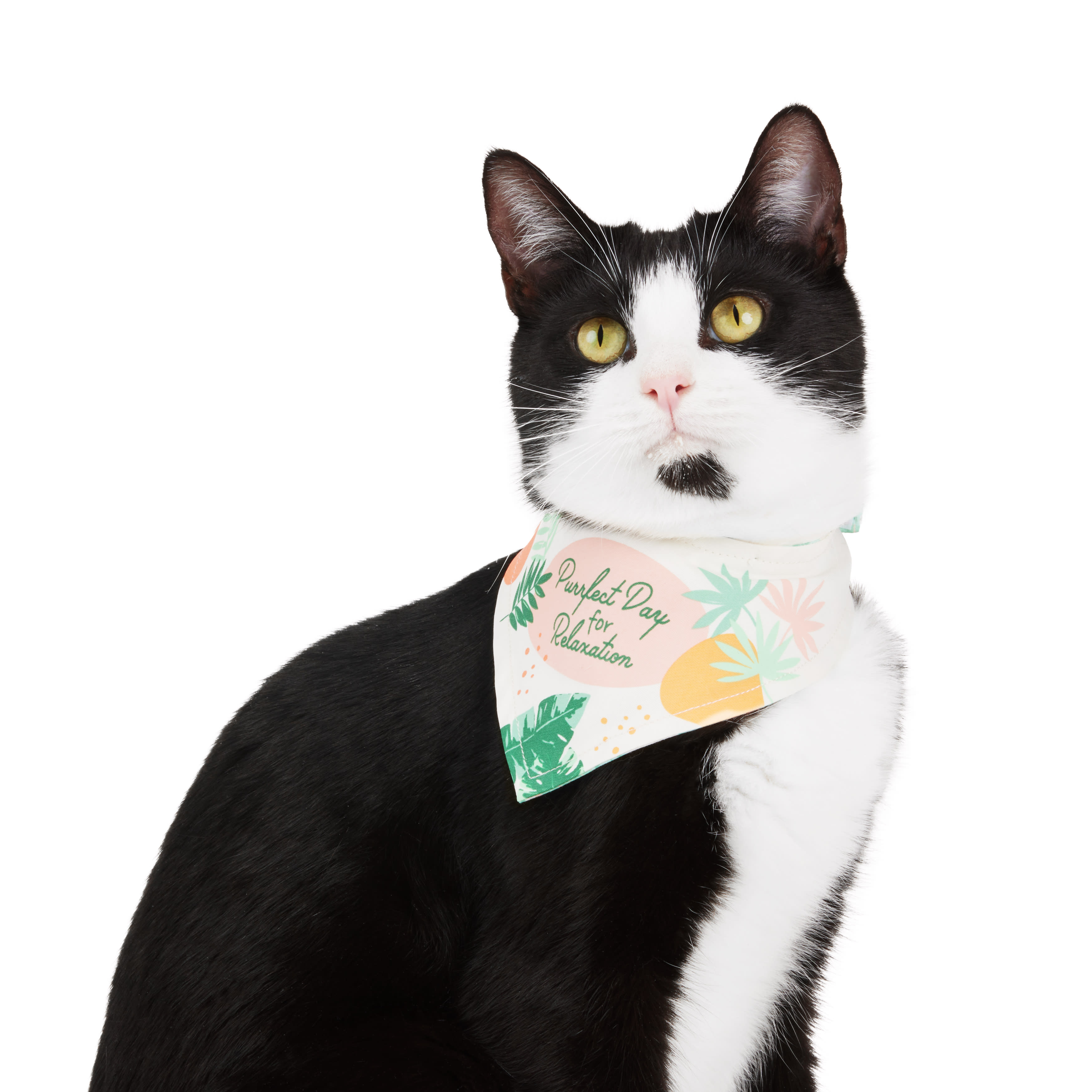 YOULY Relax Reversible Bandana for Cats， X-Small