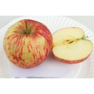 Online Orchards 3 ft. Jonagold Apple Tree with Complex Crimson Blushed Fruit FTAP207